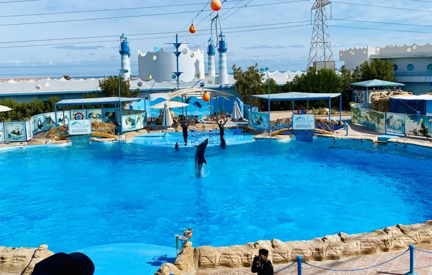 Dolphin Show Hurghada 2026 – Najkrótsza Przygoda z Delfinami, tylko 1 godzina!