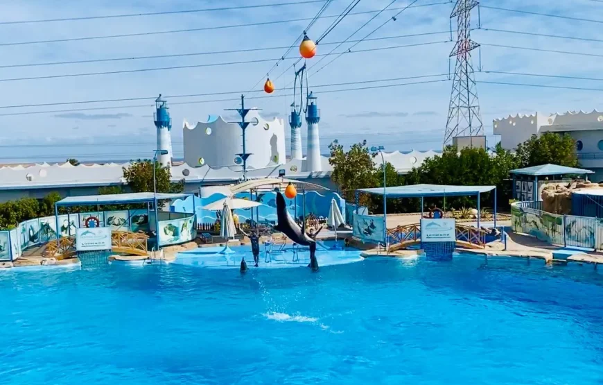 Dolphin Show Hurghada 2026 – Najkrótsza Przygoda z Delfinami, tylko 1 godzina!