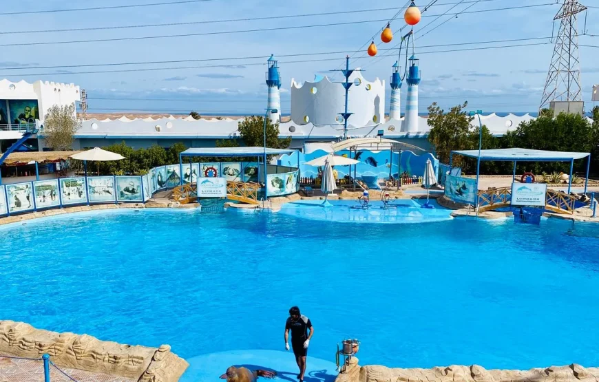Dolphin Show Hurghada 2026 – Najkrótsza Przygoda z Delfinami, tylko 1 godzina!