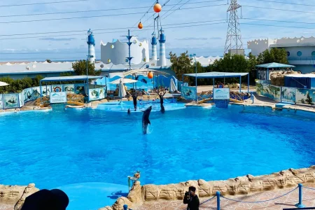 Dolphin Show Hurghada 2026 – Najkrótsza Przygoda z Delfinami, tylko 1 godzina!
