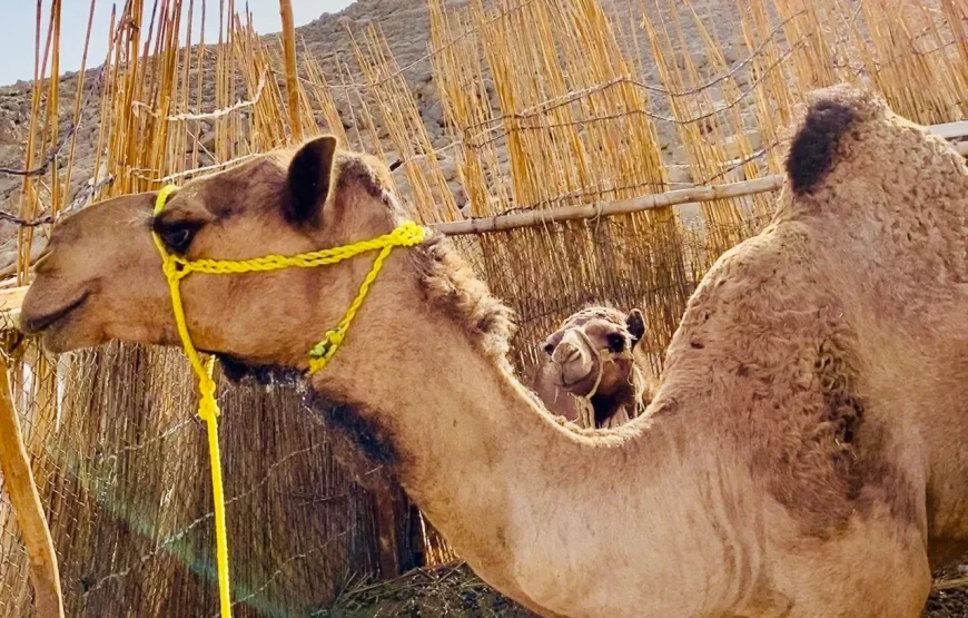 Mega Pustynne Safari Hurghada 2026: Quady, Jeepy i Rodzinna Przygoda