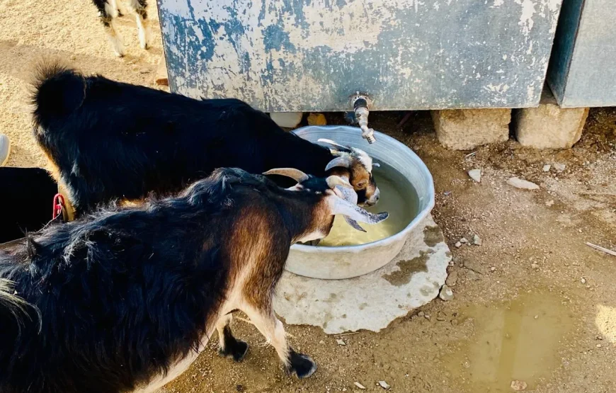 Mega Pustynne Safari Hurghada 2026: Quady, Jeepy i Rodzinna Przygoda