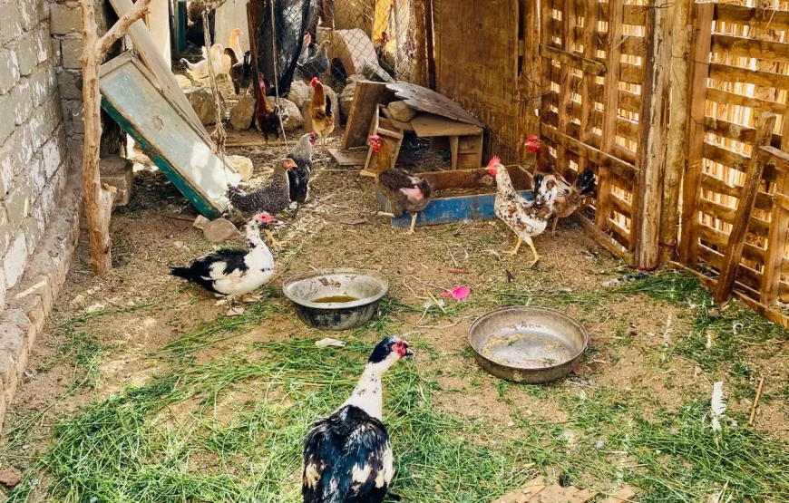 Mega Pustynne Safari Hurghada 2026: Quady, Jeepy i Rodzinna Przygoda