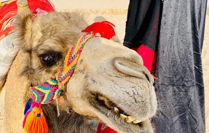 Mega Pustynne Safari Hurghada 2026: Quady, Jeepy i Rodzinna Przygoda