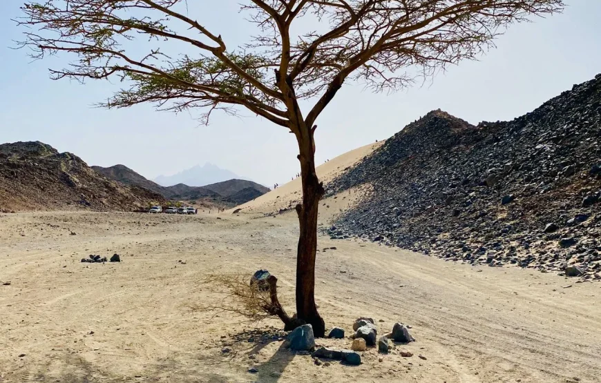 Mega Pustynne Safari Hurghada 2026: Quady, Jeepy i Rodzinna Przygoda