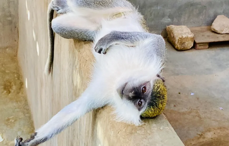 Mega Pustynne Safari Hurghada 2026: Quady, Jeepy i Rodzinna Przygoda