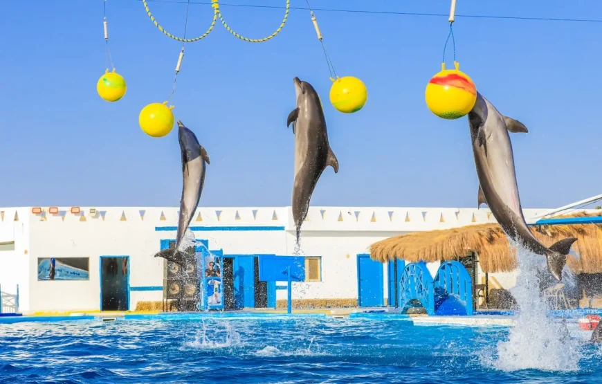 Dolphin Show Hurghada | Short & Easy Family Tour | WawelEg