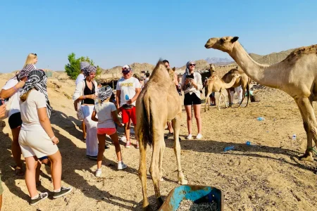 Safari Hurghada bedouin village camels waweleg