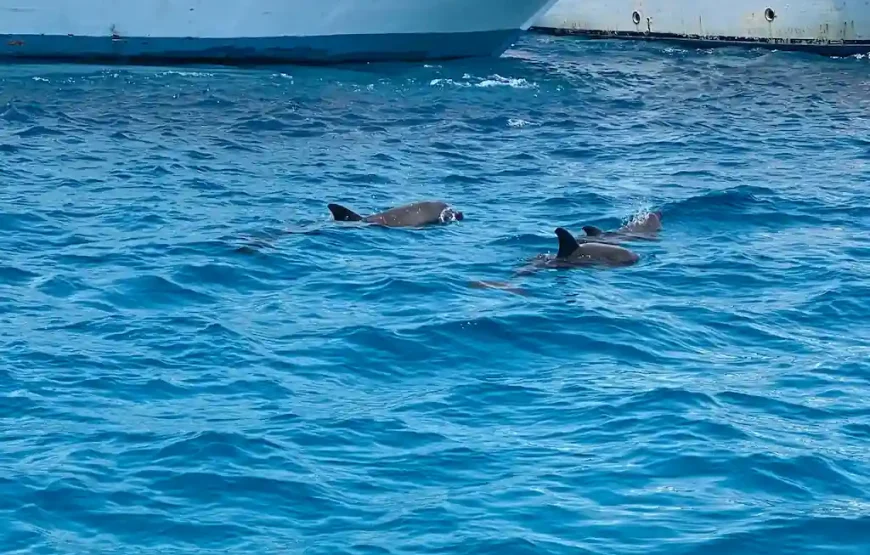 Hurghada Dolphin House Trip with Diving & Snorkeling | WawelEg